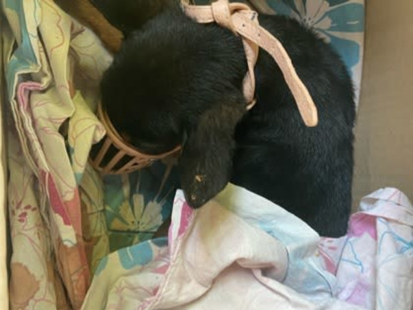 Help Silica live from his multiple bone fractures!