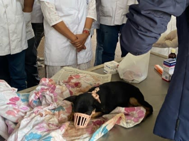 Help Silica live from his multiple bone fractures!