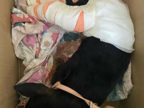 Help Silica live from his multiple bone fractures!