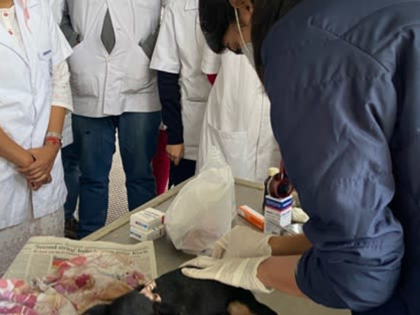 Help Silica live from his multiple bone fractures!