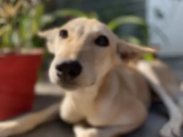 Help Chhoti live a life without pain!
