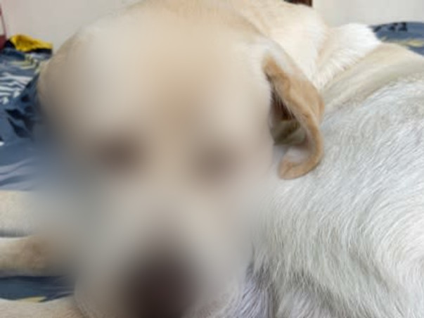 Help in saving PET RIO life who is suffering badly with Hip dysplasia