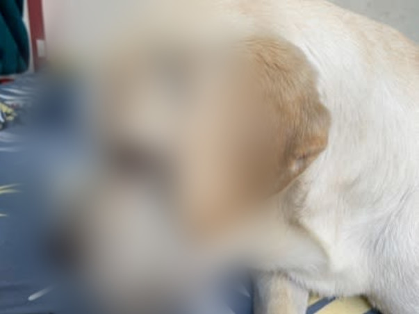 Help in saving PET RIO life who is suffering badly with Hip dysplasia