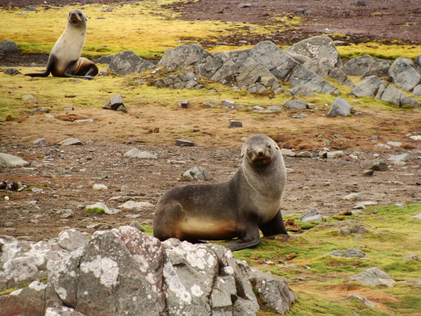 Vishnu For Antarctica | 2022 ClimateForce Expedition