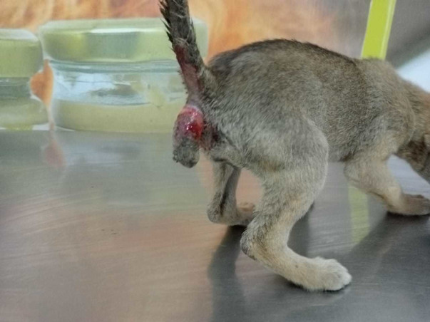 Help Puppy Dog Gudiya For Her Surgery