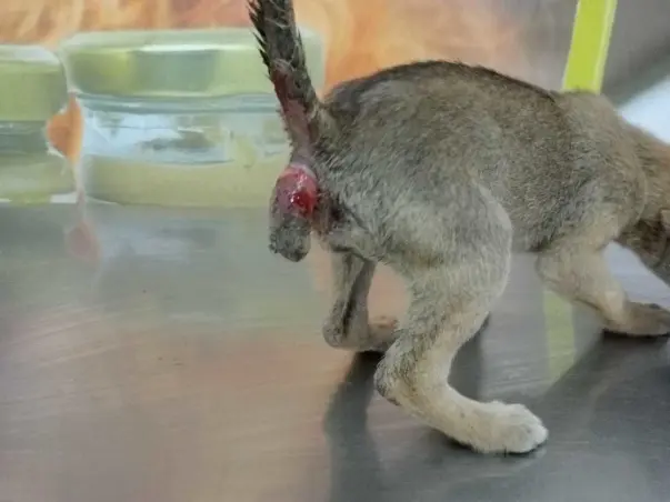 Help Puppy Dog Gudiya For Her Surgery