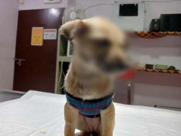 Help Puppy Dog Gudiya For Her Surgery