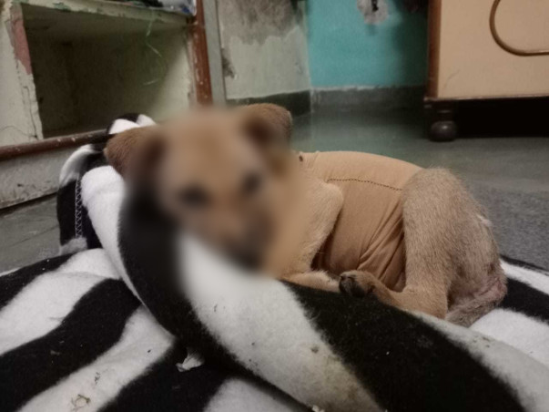 Help Puppy Dog Gudiya For Her Surgery