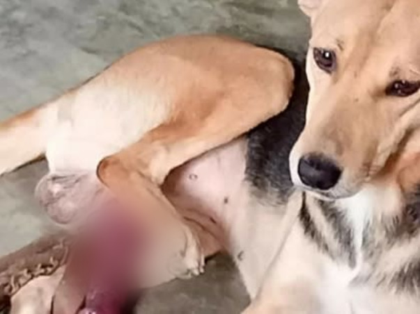 Need Funds To Feed Stray Animals