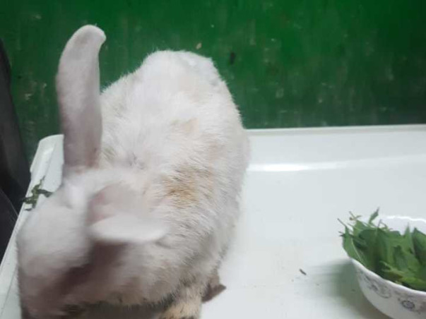 Help Cheeni win her battle