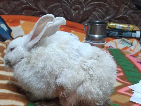 Help Cheeni win her battle