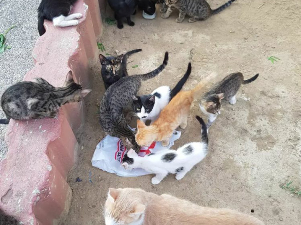 Need Funds To Feed Stray Animals