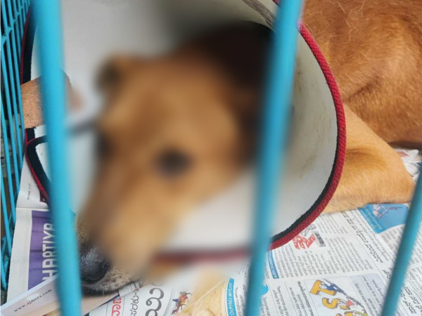 Support Charlie Recover From Spine Fracture
