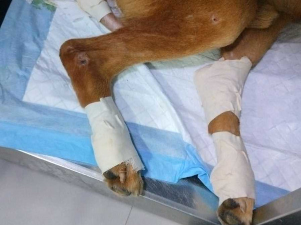 Support Charlie Recover From Spine Fracture