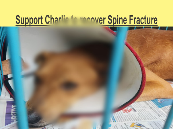 Support Charlie Recover From Spine Fracture