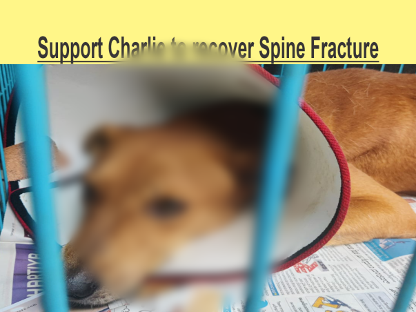 Support Charlie Recover From Spine Fracture