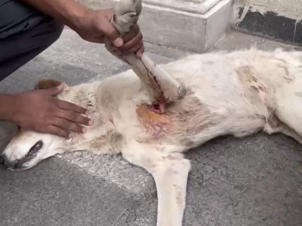 Help Fetching Friends to Feed & Rescue More Strays