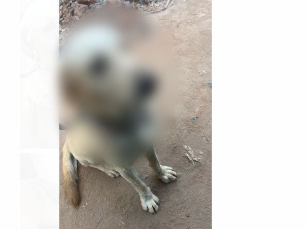 Join Us in Healing Danny: Fundraising for Cellulitis Treatment