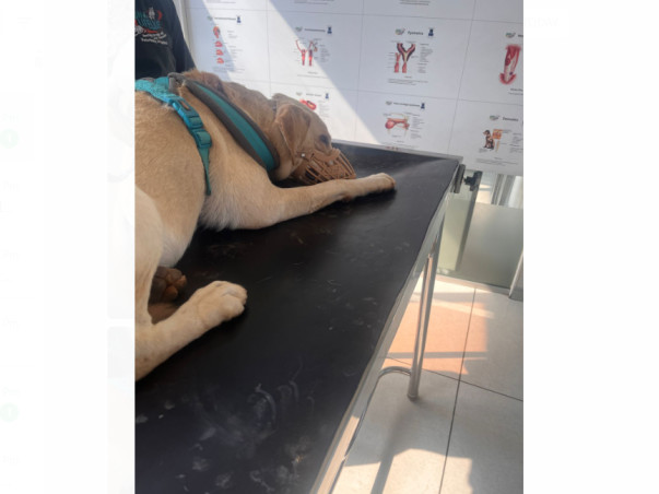 Join Us in Healing Danny: Fundraising for Cellulitis Treatment