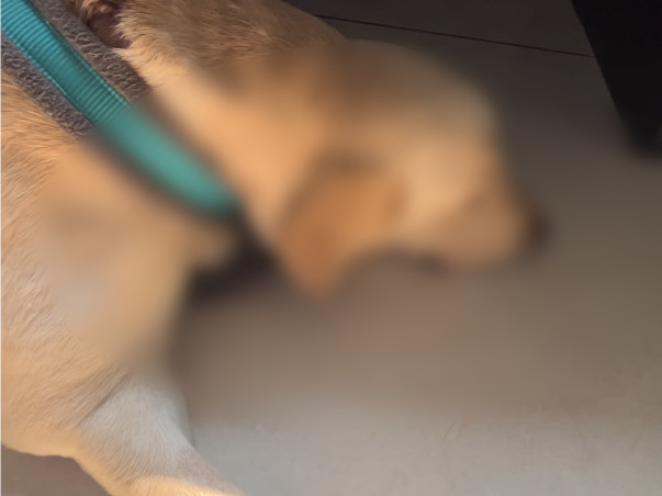 Join Us in Healing Danny: Fundraising for Cellulitis Treatment