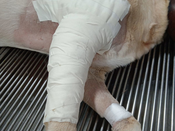 Join Us in Healing Danny: Fundraising for Cellulitis Treatment