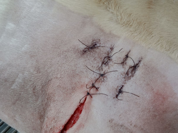 Join Us in Healing Danny: Fundraising for Cellulitis Treatment