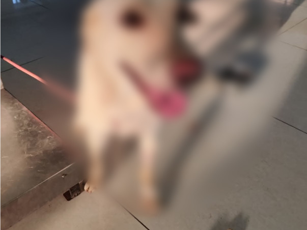 Join Us in Healing Danny: Fundraising for Cellulitis Treatment