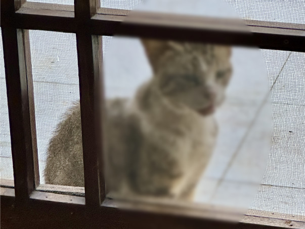 Save the life of an ailing stray cat