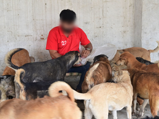 Help Vidit Sharma To Feed Thousands of  Stray Dogs Daily